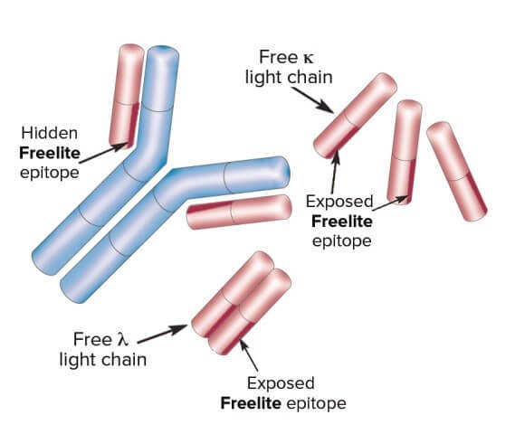 Freelite Fig 2 ang
